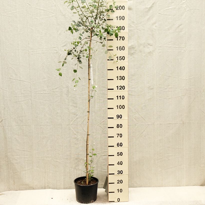 Exemplar von Silber-Pappel - Populus alba Topf mit 7,5L/10LGelieferte Höhe ca. 170/200cm wie im Frühjahr geliefert