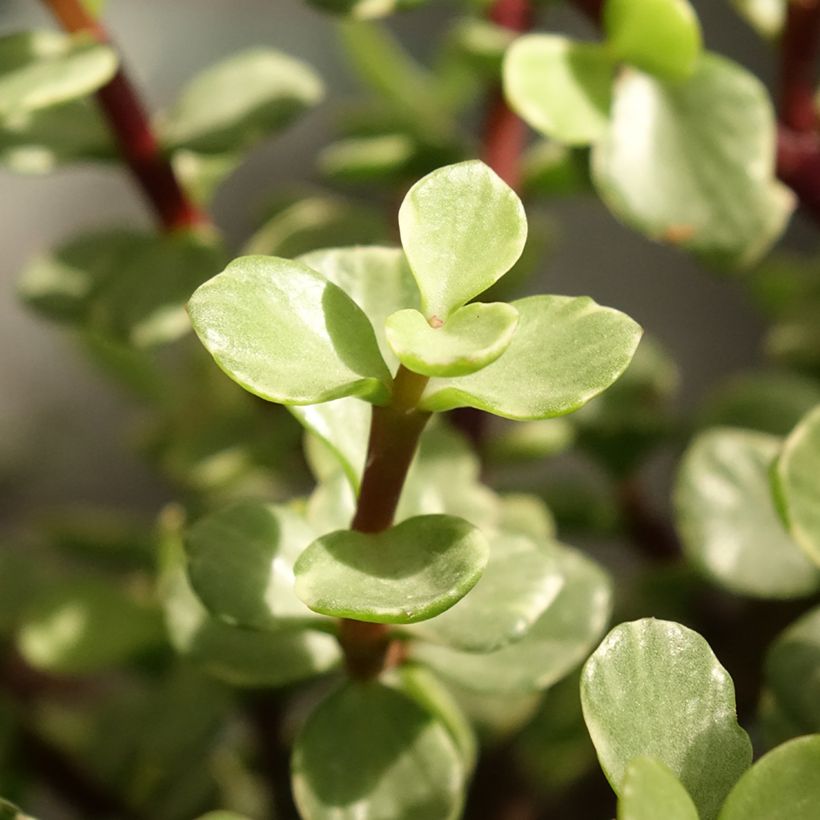 Portulacaria afra Variegata - Strauch-Portulak (Laub)