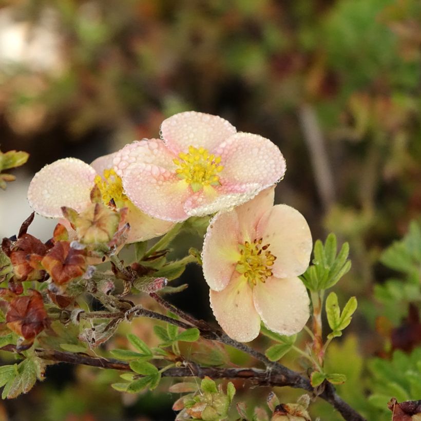 Fingerstrauch Glamour Girl - Potentilla fruticosa (Blüte)