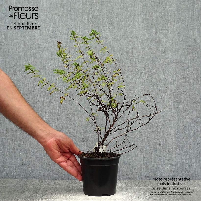 Exemplar von Fingerstrauch Abbotswood - Potentilla fruticosa wie im Herbst geliefert