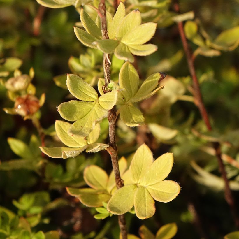 Fingerstrauch Creme brulée - Potentilla fruticosa (Laub)