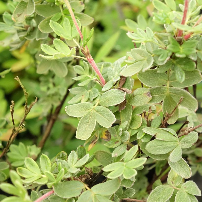 Fingerstrauch Creme brulée - Potentilla fruticosa (Laub)