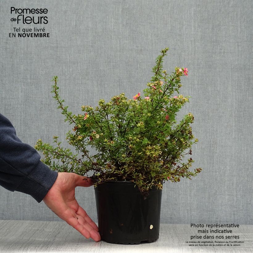 Exemplar von Potentilla fruticosa Danny Boy - Potentille arbustive à fleurs simples rose framboise Pot de 2L/3L wie im Herbst geliefert