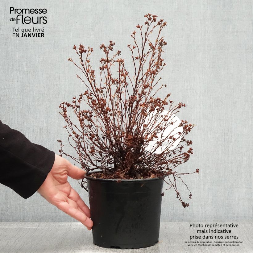 Exemplar von Potentilla fruticosa Danny Boy - Potentille arbustive à fleurs simples rose framboise Pot de 2L/3L wie im Winter geliefert