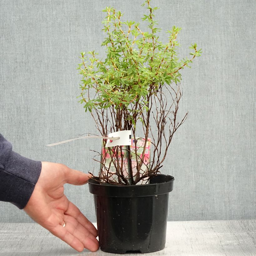 Exemplar von Fingerstrauch Danny Boy - Potentilla fruticosa Topf mit 2L/3L wie im Frühjahr geliefert