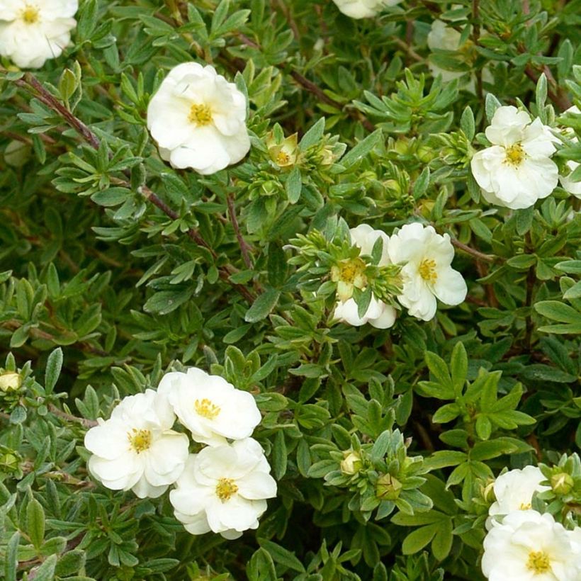 Fingerstrauch Double Punch Cream - Potentilla fruticosa (Laub)