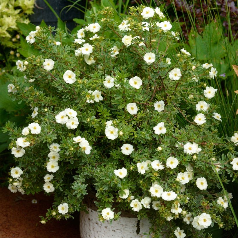 Fingerstrauch Double Punch Cream - Potentilla fruticosa (Hafen)