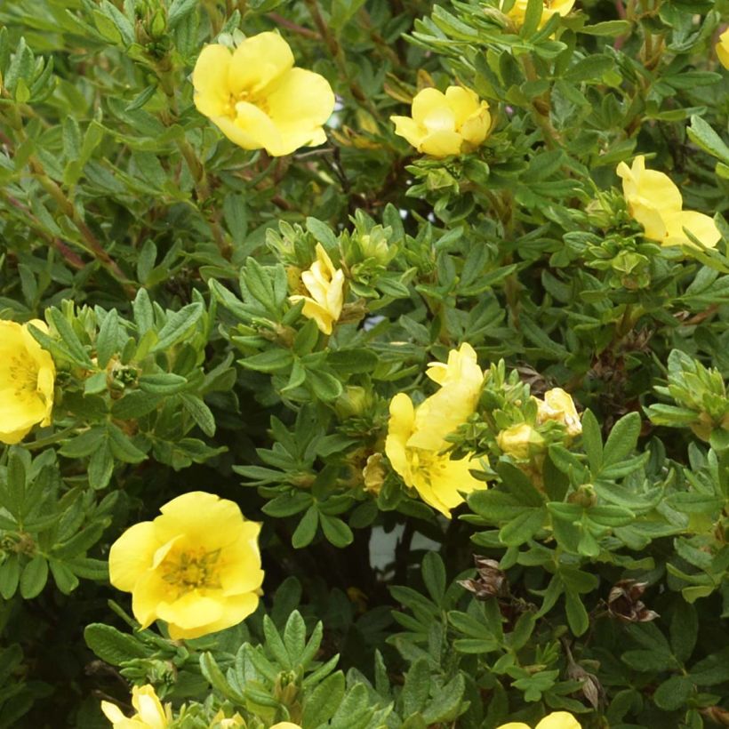 Fingerstrauch Double Punch Gold - Potentilla fruticosa (Laub)