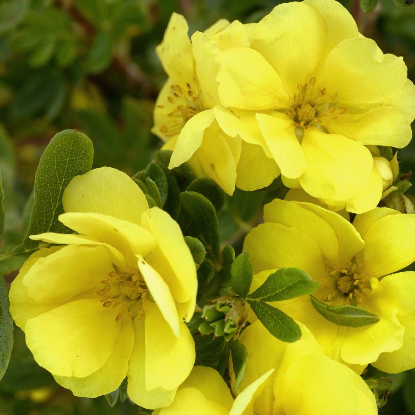 Fingerstrauch Double Punch Gold - Potentilla fruticosa (Blüte)