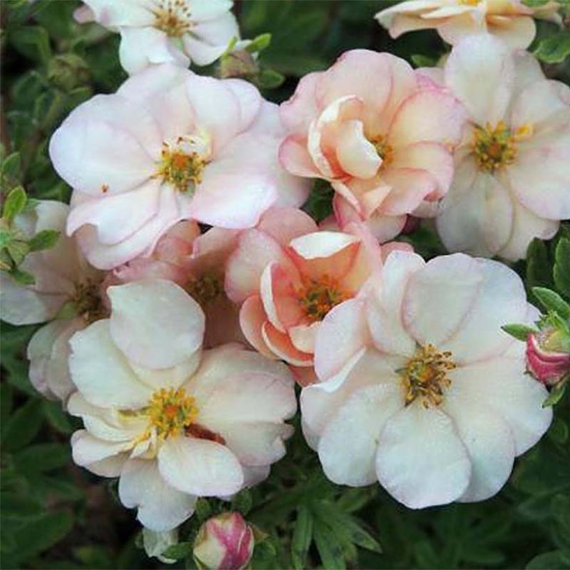 Fingerstrauch Double Punch Pastel - Potentilla fruticosa (Blüte)