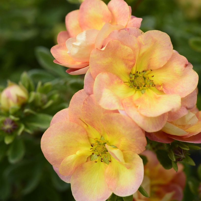 Fingerstrauch Double Punch Peach - Potentilla fruticosa (Blüte)