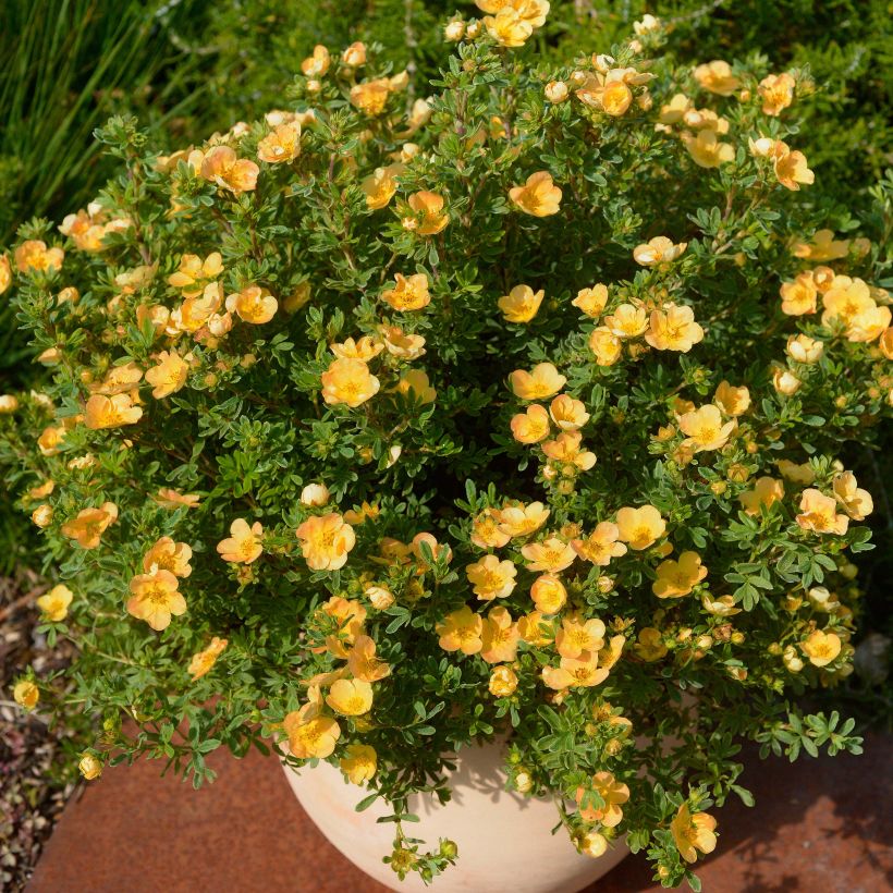 Fingerstrauch Double Punch Peach - Potentilla fruticosa (Hafen)