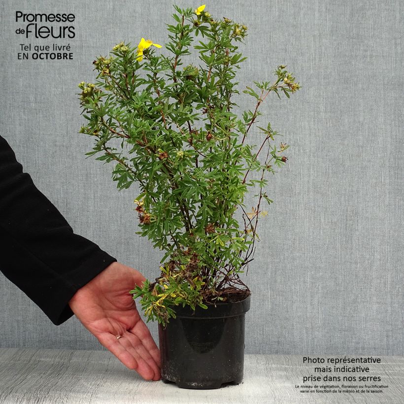 Exemplar von Fingerstrauch Goldfinger - Potentilla fruticosa wie im Herbst geliefert