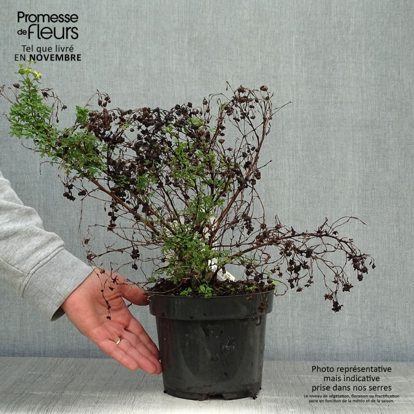 Exemplar von Fingerstrauch Limelight - Potentilla fruticosa wie im Herbst geliefert