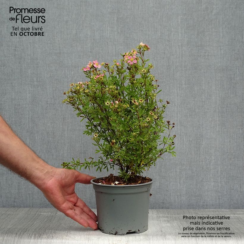 Exemplar von Potentilla fruticosa Lovely Pink Pot de 1.5L wie im Herbst geliefert