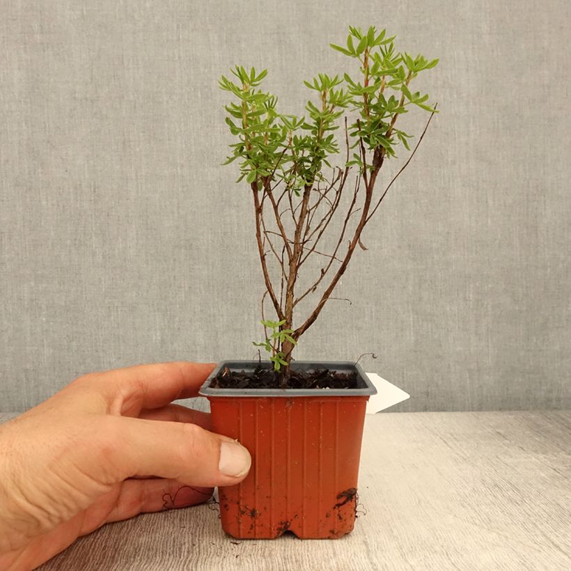 Exemplar von Fingerstrauch Mango Tango - Potentilla fruticosa Kleine Töpfe von 8/9 cm wie im Frühjahr geliefert