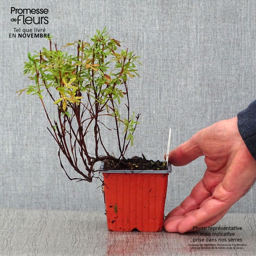 Exemplar von Fingerstrauch Pink Paradise - Potentilla fruticosa wie im Herbst geliefert