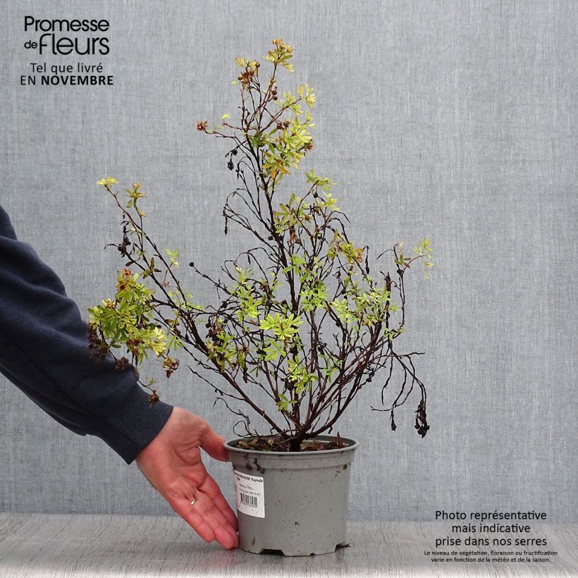 Exemplar von Fingerstrauch Pink Paradise - Potentilla fruticosa wie im Herbst geliefert