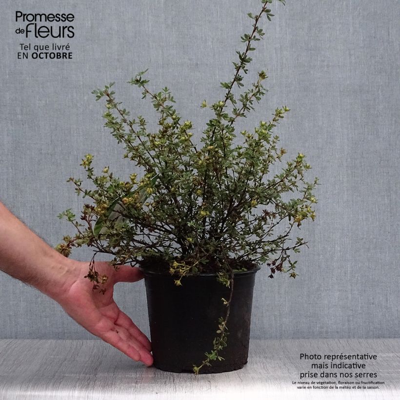 Exemplar von Potentilla fruticosa Primrose Beauty Pot de 2L/3L wie im Herbst geliefert