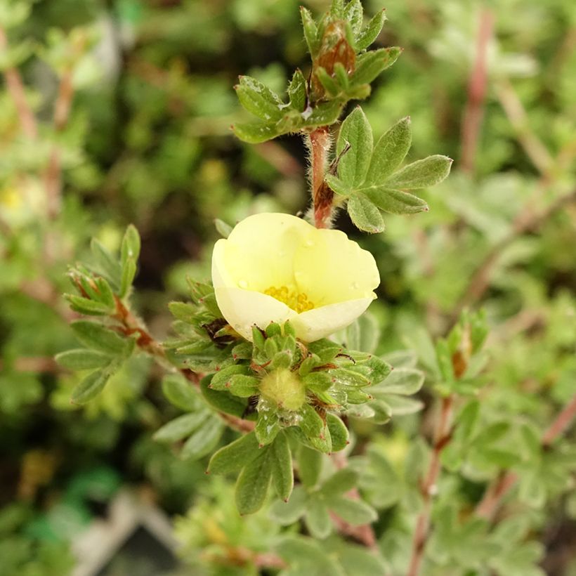 Fingerstrauch Primrose Beauty - Potentilla fruticosa (Blüte)