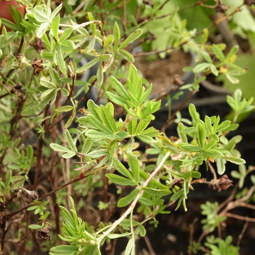 Fingerstrauch Princess Pink Queen - Potentilla fruticosa (Laub)