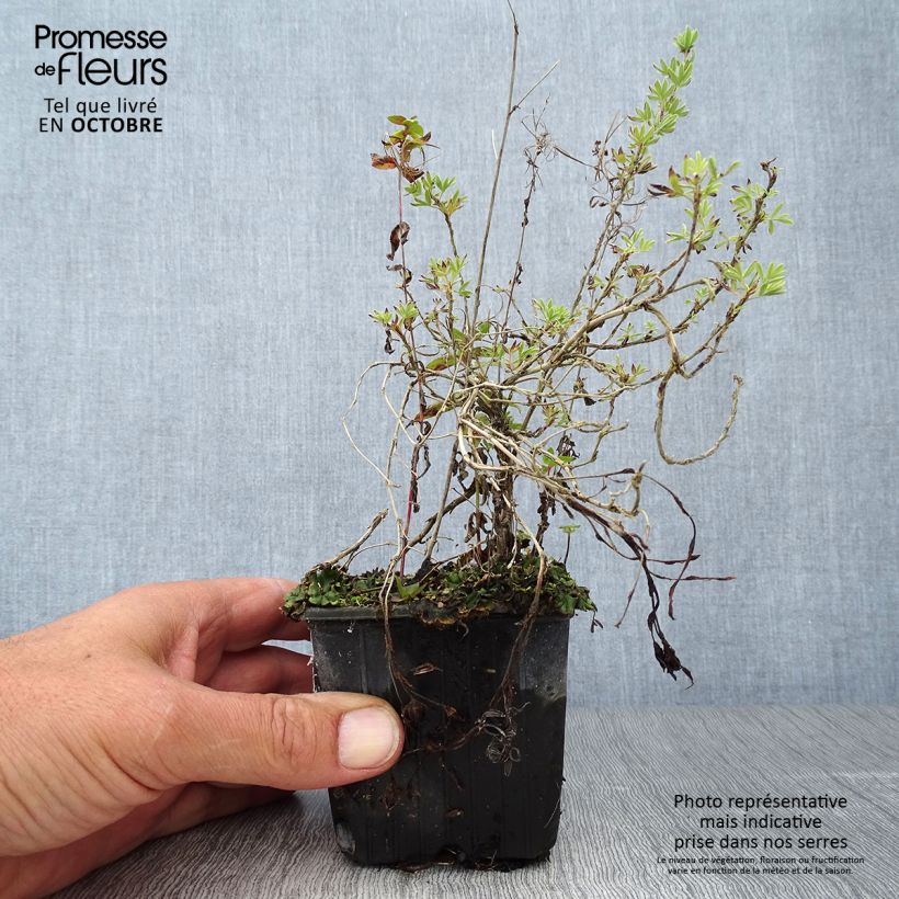 Exemplar von Fingerstrauch Red Ace - Potentilla fruticosa wie im Herbst geliefert