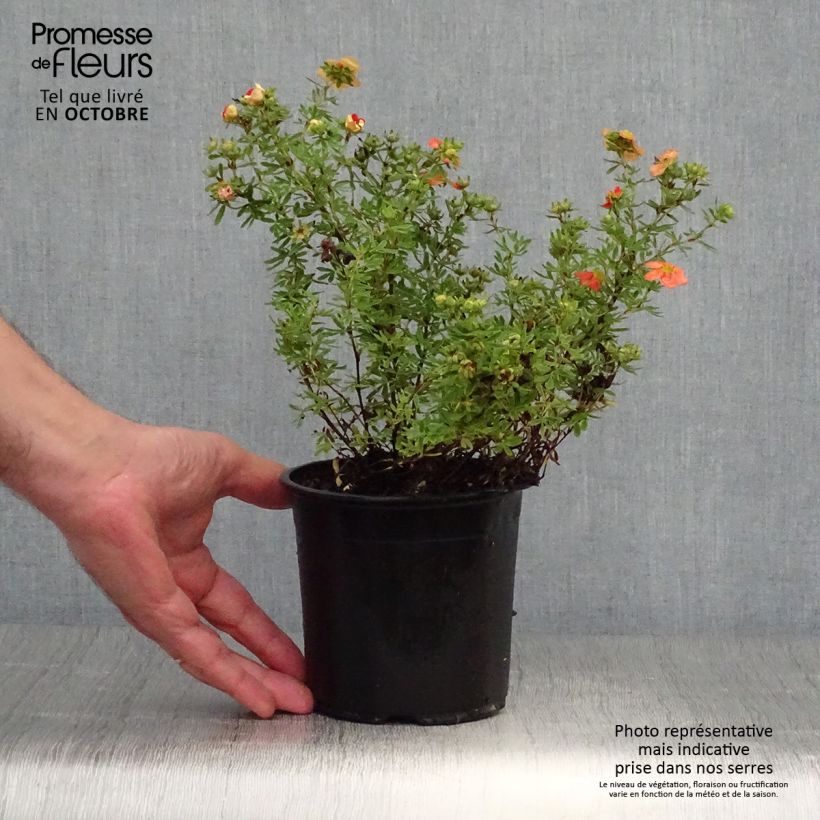 Exemplar von Fingerstrauch Red Ace - Potentilla fruticosa wie im Herbst geliefert