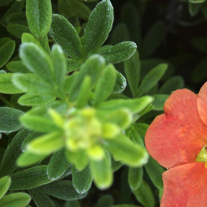 Fingerstrauch Red'issima - Potentilla fruticosa (Laub)