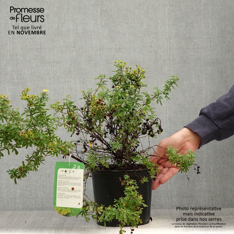 Exemplar von Fingerstrauch Tangerine - Potentilla fruticosa wie im Herbst geliefert