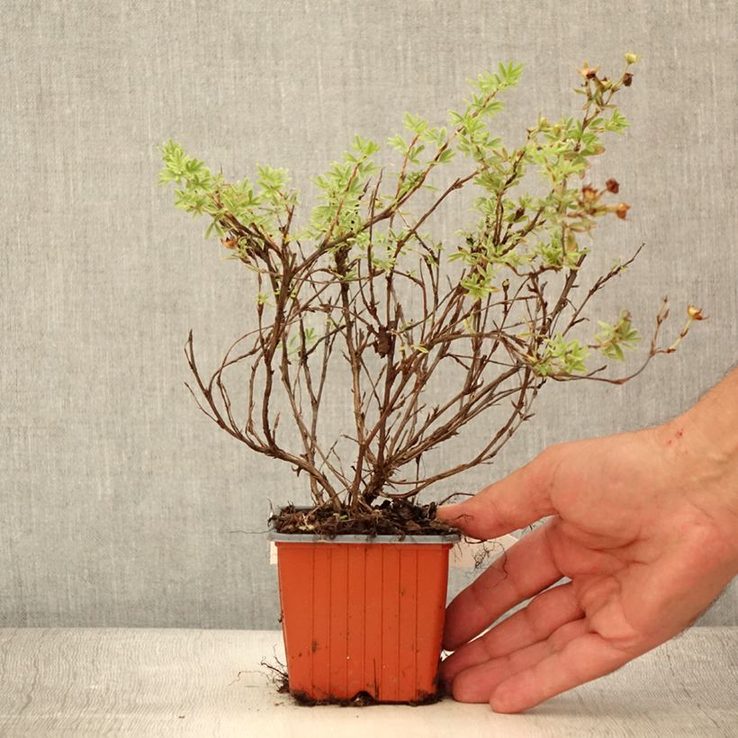 Exemplar von Potentilla fruticosa Tangerine - Potentille arbustive  - Godet de 8/9 cm wie im Sommer geliefert