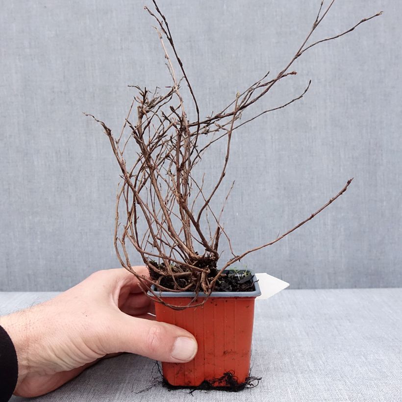 Exemplar von Fingerstrauch Tangerine - Potentilla fruticosa Kleine Töpfe von 8/9 cm wie im Winter geliefert