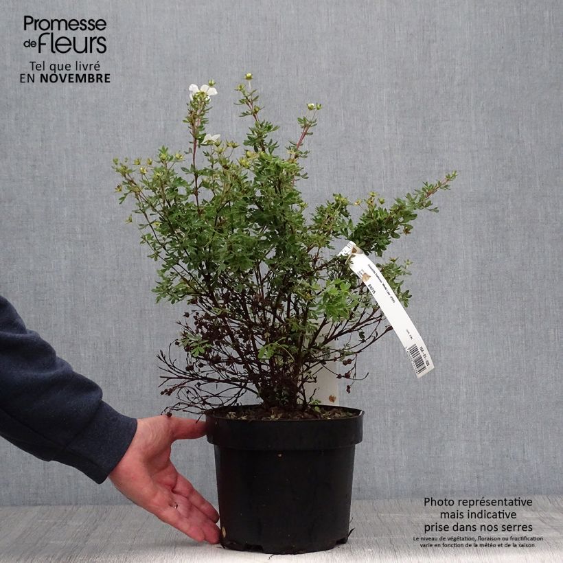 Exemplar von Fingerstrauch White Lady - Potentilla fruticosa wie im Herbst geliefert