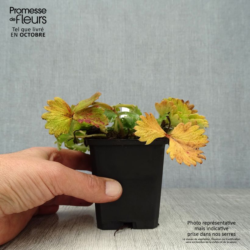 Exemplar von Potentilla megalantha - Großblütiges Fingerkraut wie im Herbst geliefert