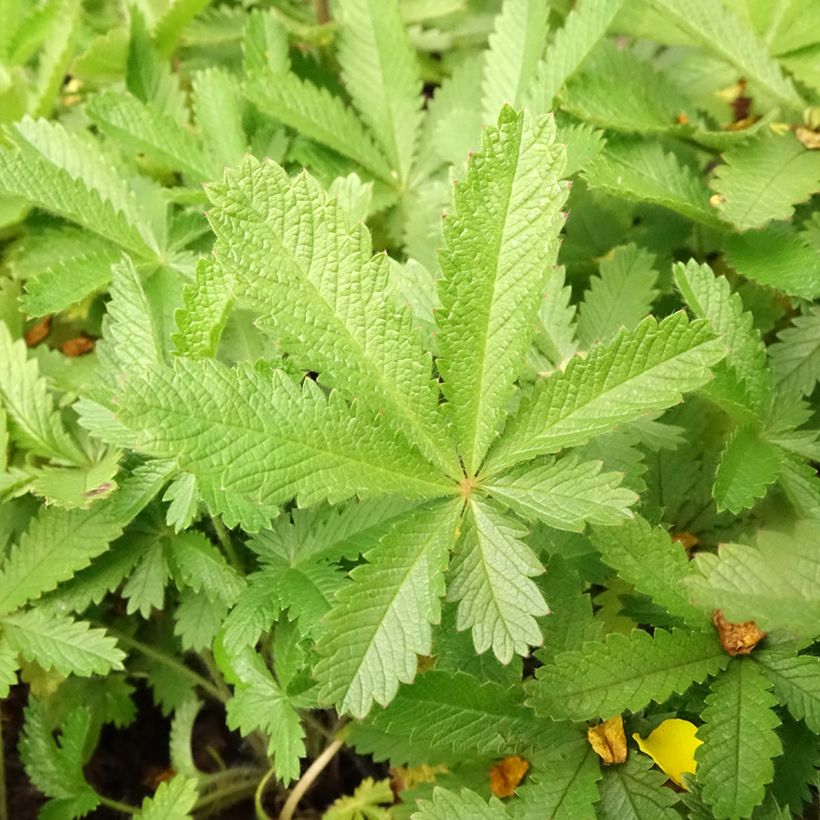 Potentilla recta var. sulphurea - Aufrechtes Fingerkraut (Laub)