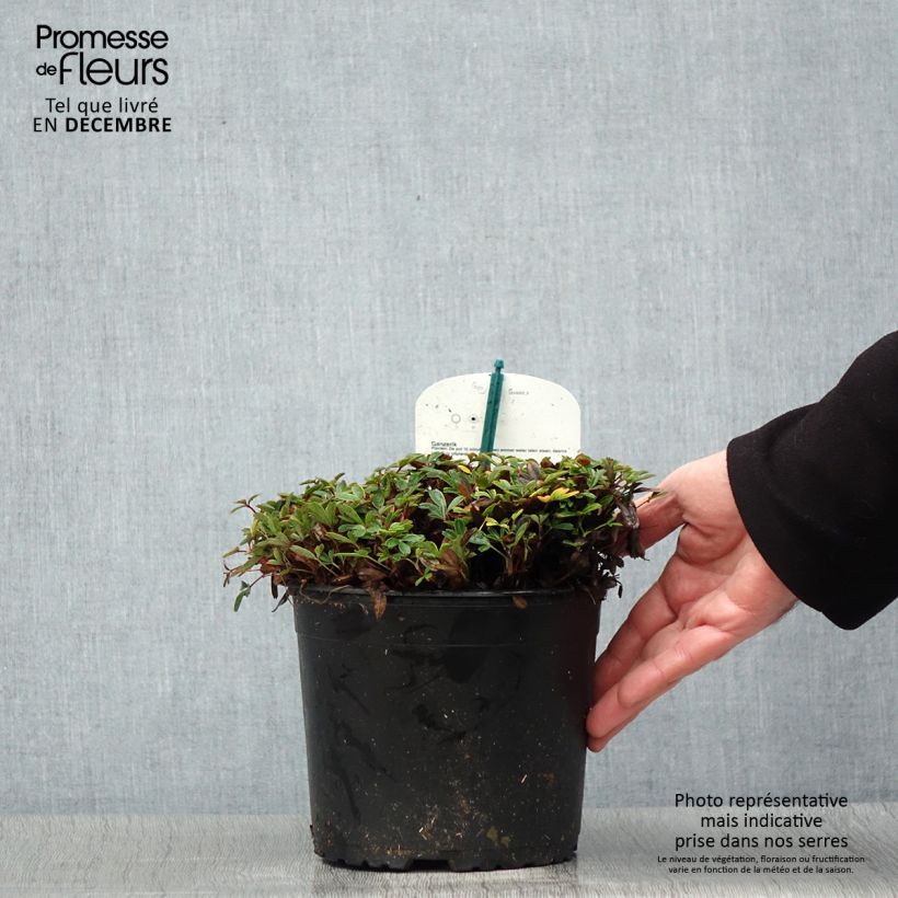 Exemplar von Potentilla tridentata Nuuk - Potentille vivace Pot de 1.5L/2L wie im Winter geliefert