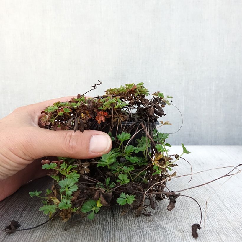 Exemplar von Potentilla verna - Potentille de printemps Godet de 8/9 cm wie im Herbst geliefert