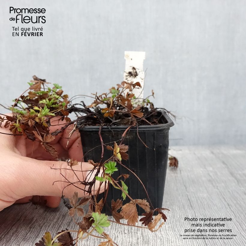 Exemplar von Potentilla verna - Potentille de printemps Godet de 8/9 cm wie im Winter geliefert