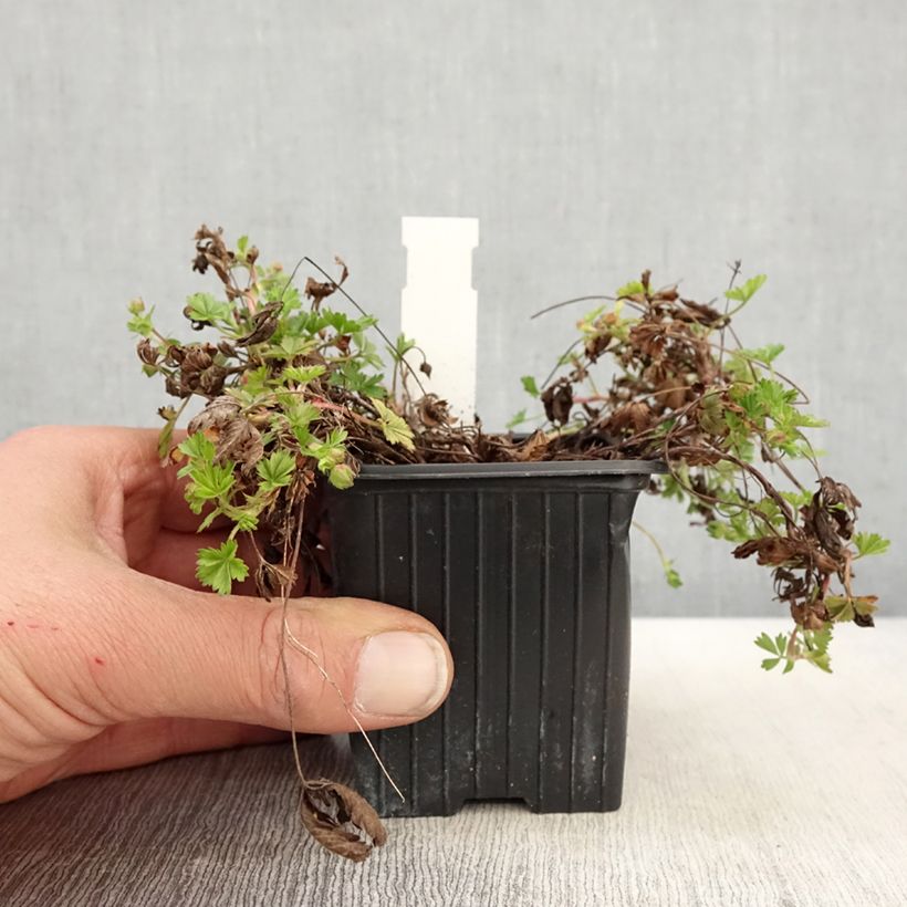 Exemplar von Potentilla verna - Frühlings-Fingerkraut Kleine Töpfe von 8/9 cm wie im Frühjahr geliefert