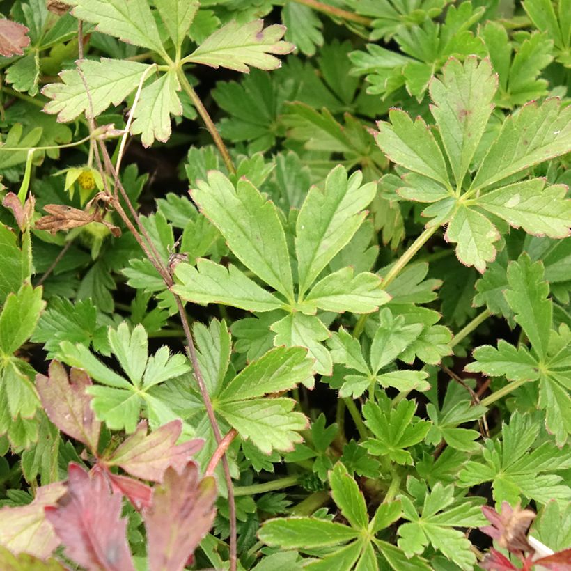 Potentilla verna - Frühlings-Fingerkraut (Laub)