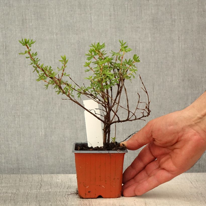 Exemplar von Potentille arbustive Bella Apple - Potentilla fruticosa  - Godet de 8/9 cm wie im Frühjahr geliefert