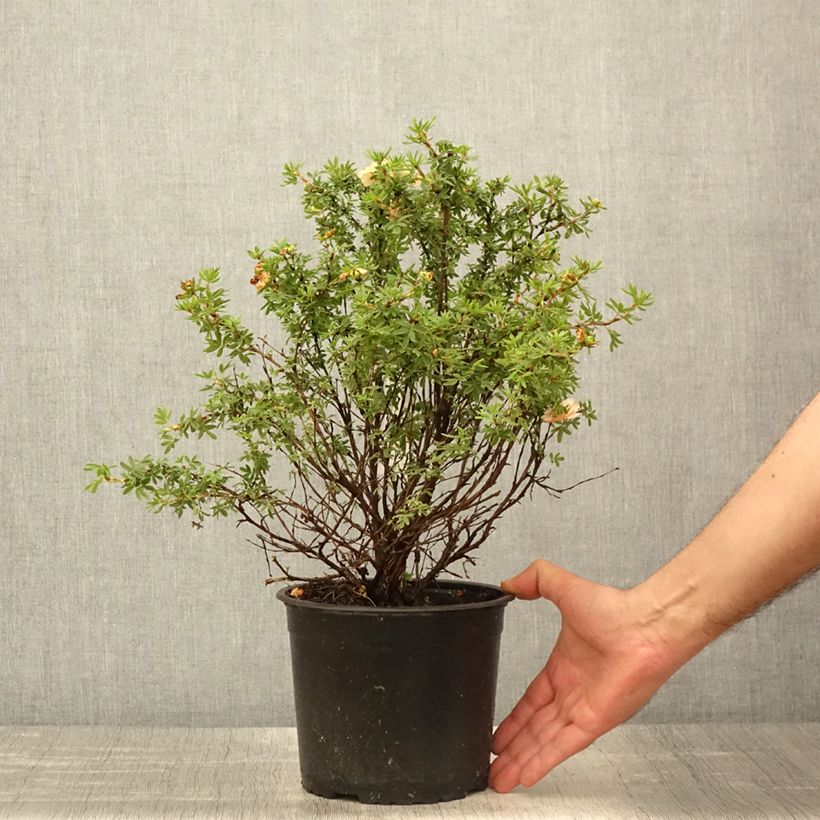 Exemplar von Fingerstrauch Bella Apple - Potentilla fruticosa Topf mit 3L/4L wie im Frühjahr geliefert