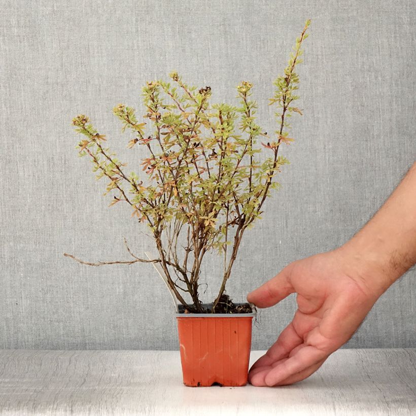 Exemplar von Fingerstrauch Bella Rosa - Potentilla fruticosa Kleine Töpfe von 8/9 cm wie im Sommer geliefert