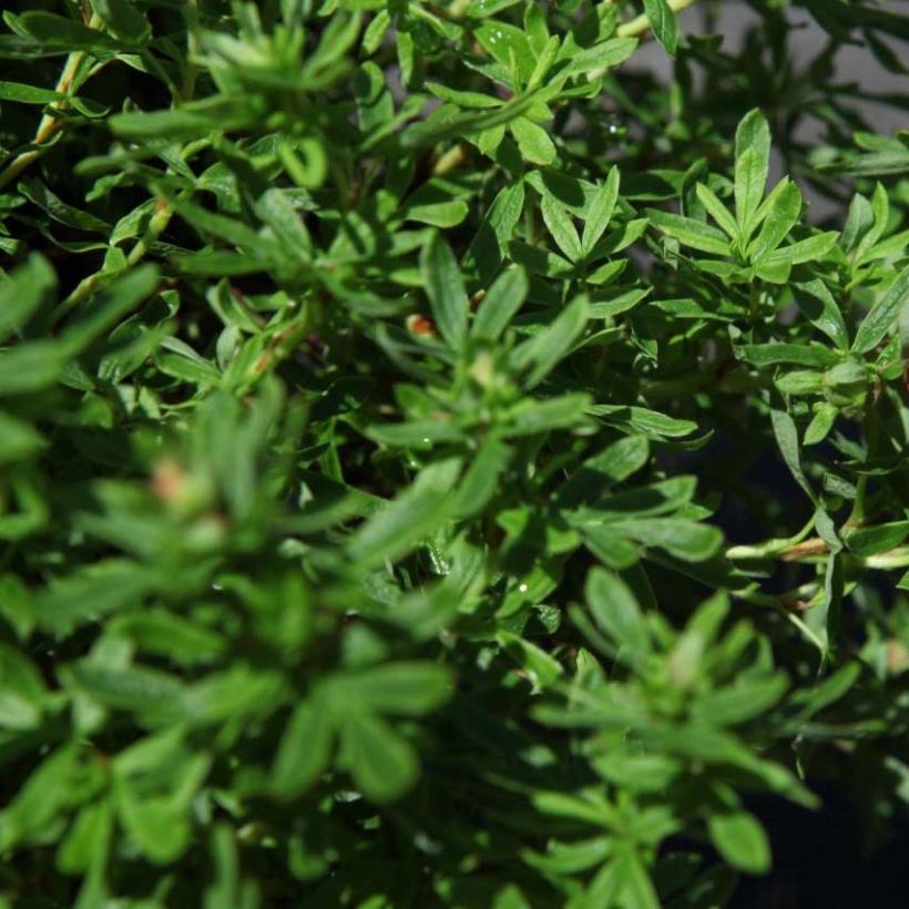 Fingerstrauch Bella Sol - Potentilla fruticosa (Laub)