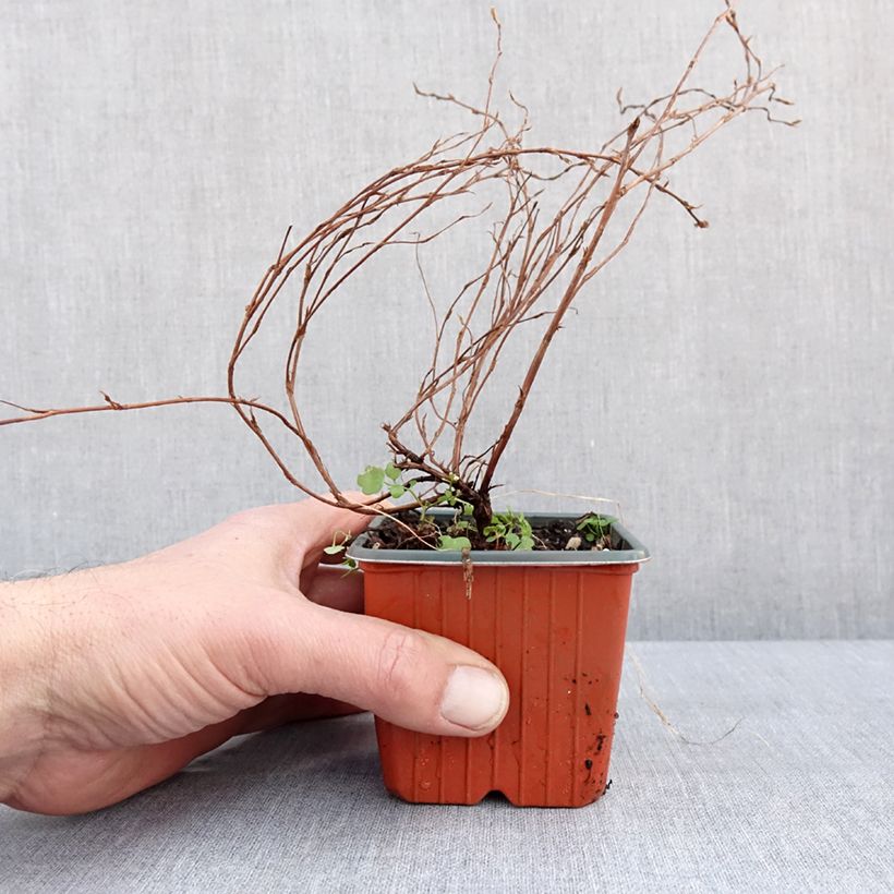 Exemplar von Fingerstrauch Hopley's Orange - Potentilla fruticosa Kleine Töpfe von 8/9 cm wie im Winter geliefert