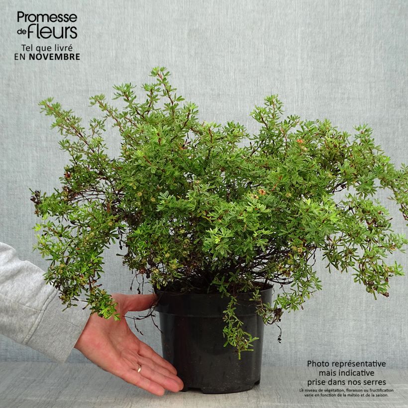 Exemplar von Fingerstrauch Hopley's Orange - Potentilla fruticosa wie im Herbst geliefert