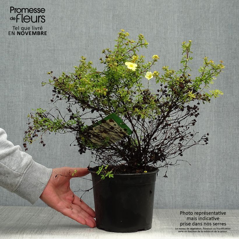 Exemplar von Fingerstrauch Kobold - Potentilla fruticosa wie im Herbst geliefert