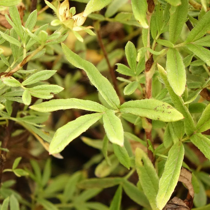 Fingerstrauch Creamissima - Potentilla fruticosa (Laub)