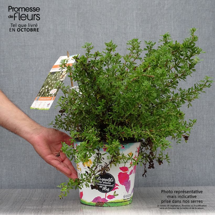 Exemplar von Fingerstrauch Double Punch Cream - Potentilla fruticosa wie im Herbst geliefert