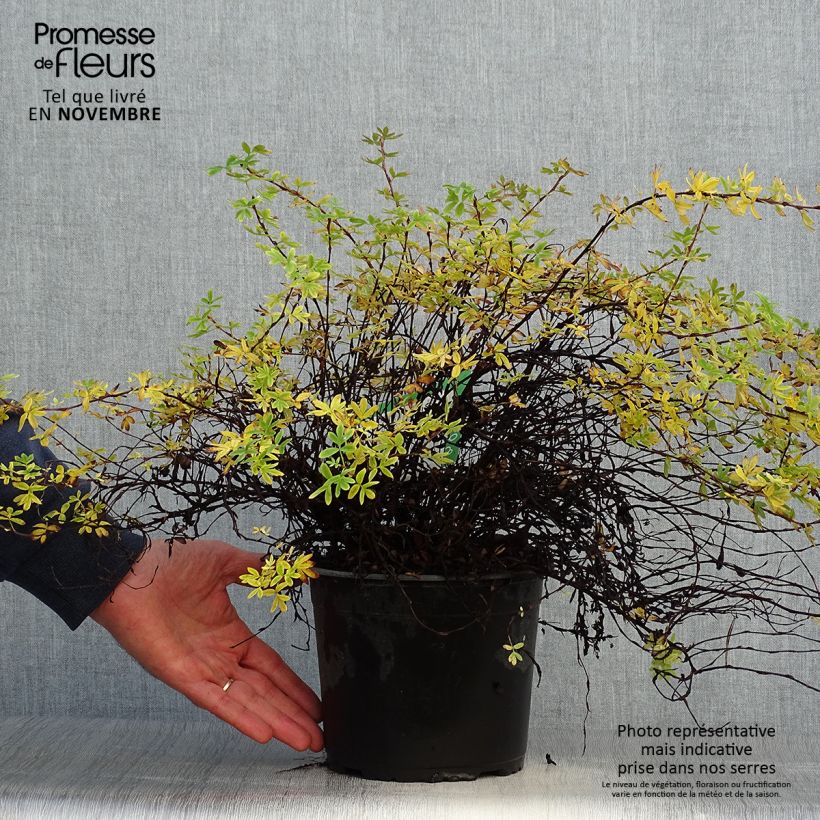 Exemplar von Potentille arbustive - Potentilla fruticosa Elisabeth en pot de 2L/3L wie im Herbst geliefert