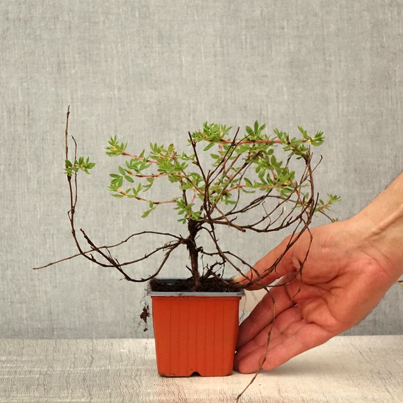 Exemplar von Potentille arbustive - Potentilla fruticosa Elisabeth - Godet de 8/9 cm wie im Frühjahr geliefert